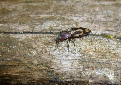 Selatosomus cruciatus